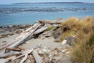 Fototapeta na wymiar driftwood on the beach near Port Townsend, Washington