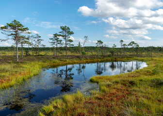 bog landscape with bog trees, lake, grass and moss. Cloud reflections on the surface of the lake, a step on the bog, autumn colors decorate the bog vegetation