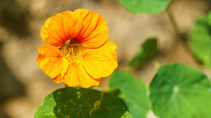 Nasturtium flower