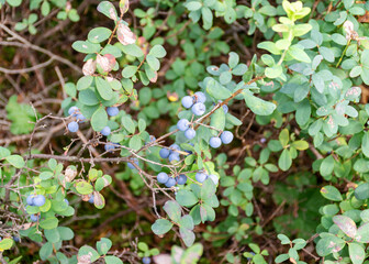 blueberry bush, blue berries, bog vegetation, pine forest