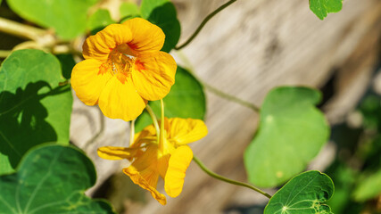 Nasturtium flower