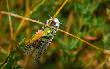 the night moth sleeps on the grass stalks