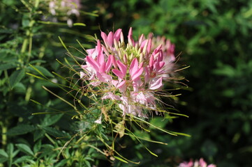 Pink and white cleome flowers in bloom (also called spider flower, spider plant, spider weed, bee plant)