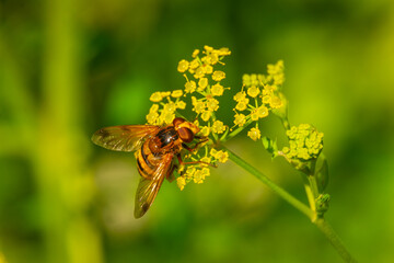 a hover fly sits on a wildflower
