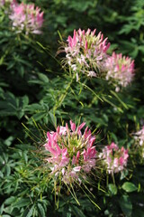 Pink and white cleome flowers in bloom (also called spider flower, spider plant, spider weed, bee plant)