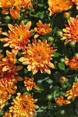 Bright orange chrysanthemums in full bloom on a beautiful sunny summer day.