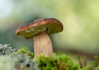 mushrooms on a natural background of moss and grass, autumn harvest time, mushroom collection in autumn, preparation of mushrooms for eating