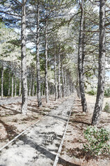 Asphalt sidewalk among the tall pine trees. September city park.