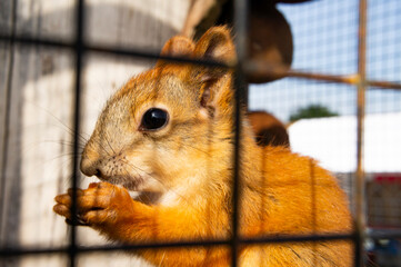 Red squirrel close-up behind bars in the zoo
