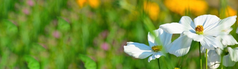 Obraz premium white cosmos flowers in summer meadow 
