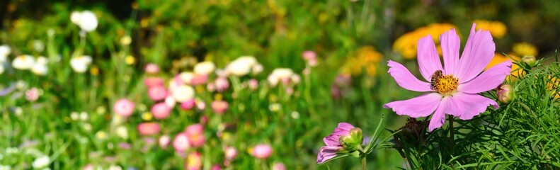 Flower meadow in summer - cosmos flower with bee - nature background banner