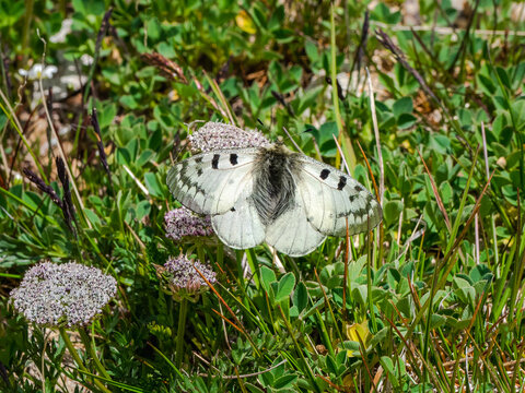 Clouded Apollo (Parnassius mnemosyne) butterfly on a green lawn. Rare butterfly from Altai. Siberia, Russia