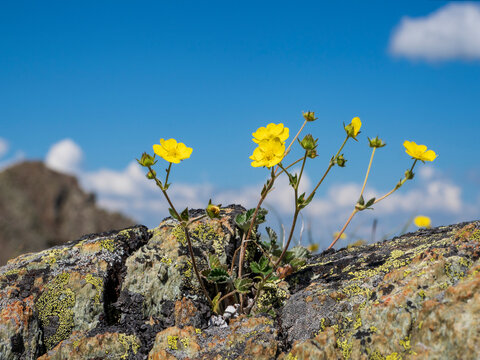 Selectiv focus. Abstract natural background with yellow mountain flowers against a blue sky with white cumulus clouds. Copy space.