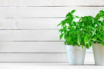 Basil in a pot on a background of white boards