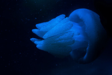 fish in aquarium