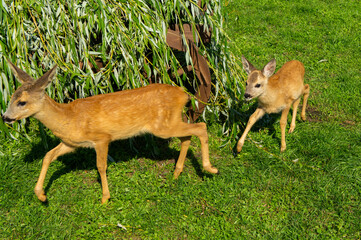 Little fawn cub close up in the zoo