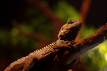 lizard on a tree