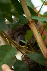 koala in a tree
