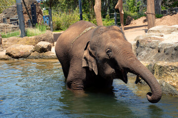 Fototapeta premium elephant in the zoo