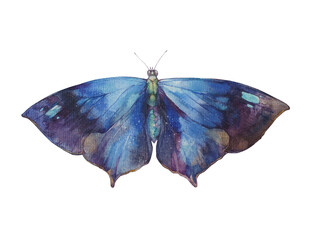 Butterfly. Watercolor illustration on a white background. 