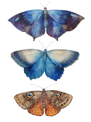 Butterfly set. Watercolor illustration on a white background. 