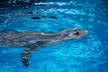 seal in water
