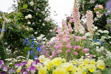 Fototapeta premium many colorful flowers are blooming in Minatonomieruoka Park in Yokohama, Japan.