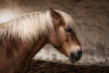 White mane brown horse's portrait in a barn