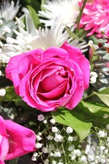 Bright pink rose in full bloom on a beautiful sunny summer day.