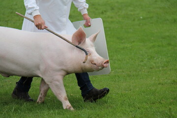 A Large Champion Farm Pig Being Lead on Display.