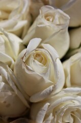 Bright white rose in full bloom on a beautiful sunny summer day.