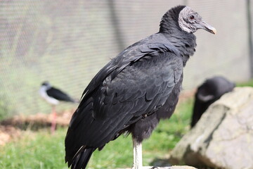 Black Vulture