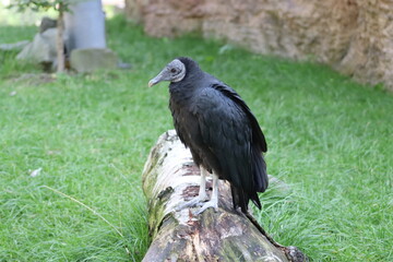 Black Vulture