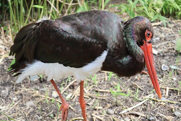 Black stork