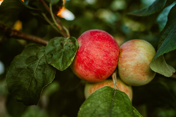 Apples on a tree in the garden. Harvest season