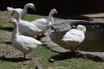 goose