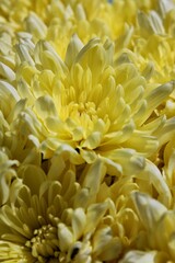 Bright yellow Chrysanthemum in full bloom on a beautiful sunny summer day.