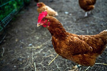 Brown hen on dirty backyard.