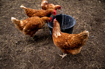4 hen standing by the feeding bucket..