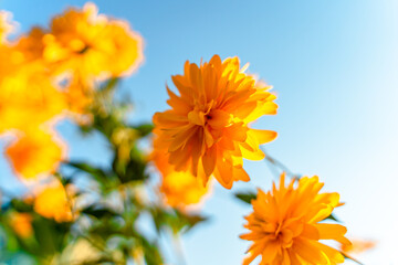 Beautiful yellow flowers on the sky background.