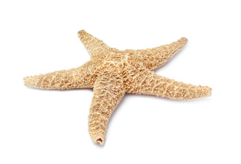 Beautiful sea star isolated on white. Beach object