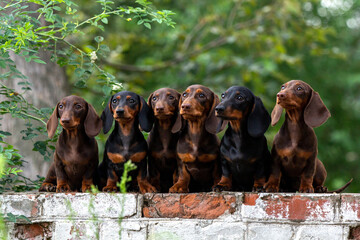 Many dachshunds on one picture. dachshund family - obrazy, fototapety, plakaty