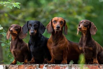 Many dachshunds on one picture. dachshund family