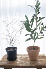 Branch of olive tree with fruits and leaves isolated.