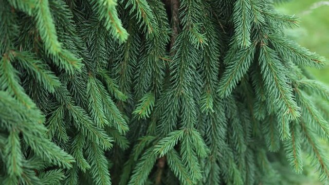 fir tree evergreen coniferous textured natural green plant background of pine tree brunches of Christmas festive mood