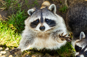 Naklejka na ściany i meble Cute fluffy raccoon close up in the park