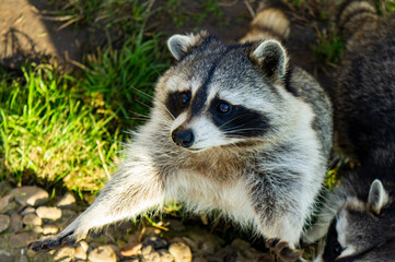 Cute fluffy raccoon close up in the park