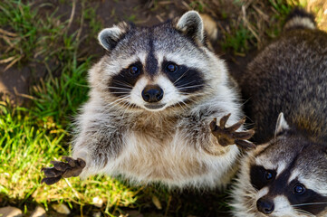 Cute fluffy raccoon close up in the park