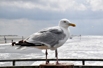 Möwe auf einem Geländer in Sankt Peter-Ording