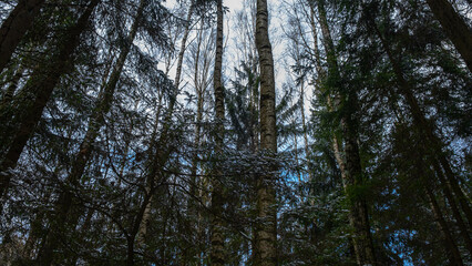 Fototapeta premium a look at the forest awakening after winter